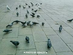 -圣马尔谷圣殿宗主教座堂