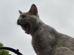 -猫岛主趣味餐厅(鼓浪屿店)