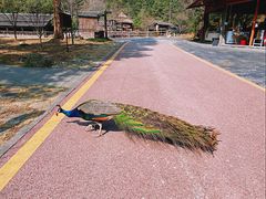 -姑婆山旅游区
