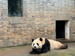 -都江堰中华大熊猫苑
