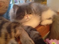 猫色咖啡-猫色咖啡·猫咖