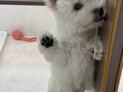 -翊宠yipet猫狗购宠庄园