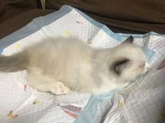 -关爱动物医院·心脏·中兽医·异宠(金牛路分院)