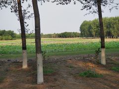 -东郊湿地公园