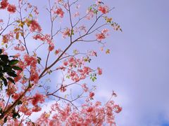 -海南热带海洋学院(三亚校区)
