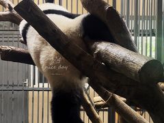 -成都大熊猫繁育研究基地