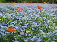 -上海滨江森林公园