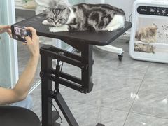 -爱洗澡的猫(望京店)