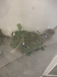 -上海交通大学医学院附属上海儿童医学中心(陆家嘴总院区)