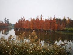 -白鹭湾湿地公园