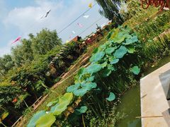 -同銮特种养殖场·龙虾垂钓