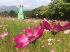 -田野绿世界