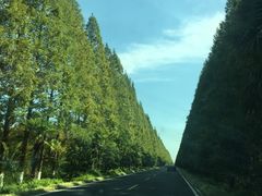 -黄海国家森林公园