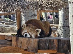 -北京野生动物园