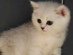 -翊宠yipet猫狗购宠庄园犬舍•猫舍