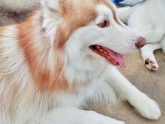 -TrueLove @ Neverland (Husky Cafe)