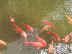 -麒麟小院·老九江菜(安平路店)