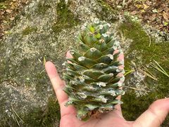 -五营红松林海景区