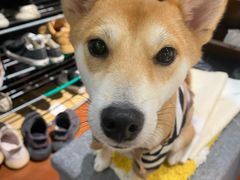 -逗柴咖啡屋·狗咖猫咖宠物桌游