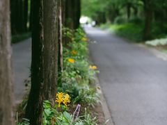 -上海滨江森林公园