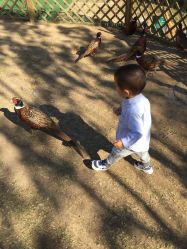 -萌宠亲子动物乐园(槐房万达店)