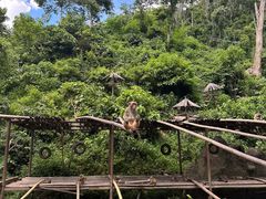 -西双版纳原始森林公园