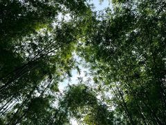 -云溪植物园