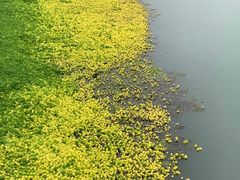 -桤木河湿地公园