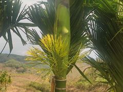 -牙胡梯田