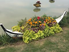 -荷兰花海