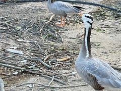 -新疆天山野生动物园