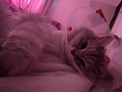 -宠爱国际动物医院· 猫科· 外科·中兽医(长白店)