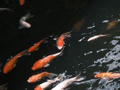 -侠成水上农庄(工业大道店)