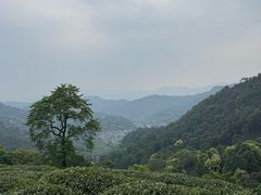 -西湖风景区十里琅珰-五云山