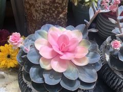 -曲阳花鸟市场(曲阳路店)