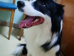 -宠福鑫动物医院(城北分院)