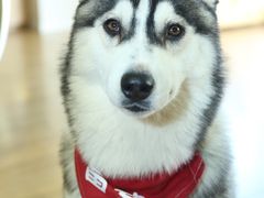 -Husky Go! 哈士奇体验馆·宠物咖啡厅狗咖