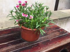 -东山雕花楼
