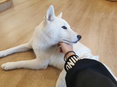 -南京Hallo宠物乐园·哈罗犬舍·柴犬繁育基地