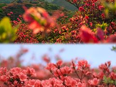 -大围山国家森林公园