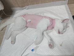 -北京观赏动物医院·24小时大型综合·猫专科·异宠专科