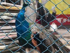 -园林美食城·本土农家菜(杨和镇店)