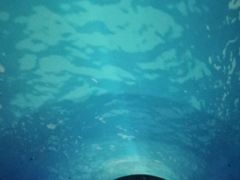-大连圣亚海洋世界