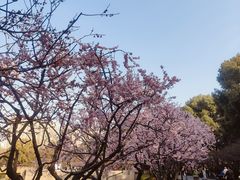 -红梅公园