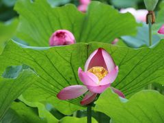-莲花池公园