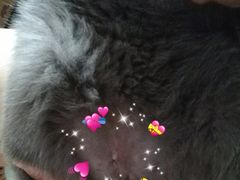 -关爱宠物医院·猫科中心·消化科(滨湖万达分院)