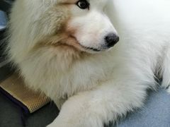 -爱侣宠医·鹦鹉专科·小型哺乳类·异宠专科(灵石路店)