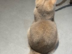 -琪喵猫屋·撸猫猫咖·猫舍