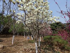 -北京西山国家森林公园