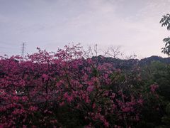 -福道
